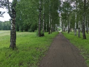 Березовая роща
