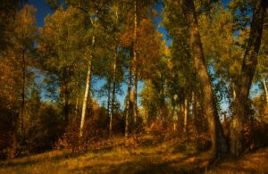 Остров на водохранилище